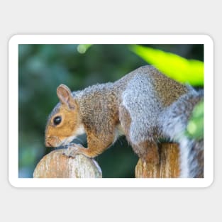 Squirrel on the fence Sticker